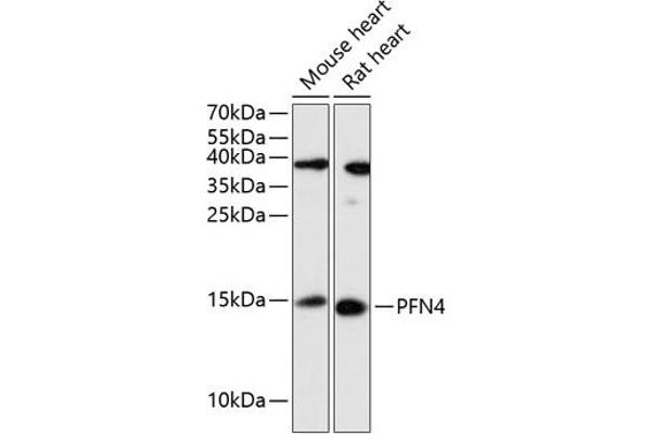 Profilin 4 anticorps  (AA 1-129)