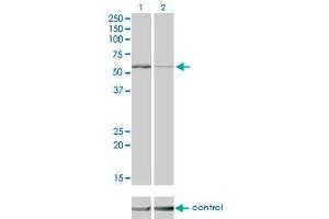 Western blot analysis of STK38 over-expressed 293 cell line, cotransfected with STK38 Validated Chimera RNAi (Lane 2) or non-transfected control (Lane 1).