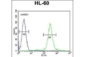 ELMD2 Antibody (C-term) (ABIN655927 and ABIN2845321) flow cytometric analysis of HL-60 cells (right histogram) compared to a negative control cell (left histogram). (ELMOD2 Antikörper  (C-Term))