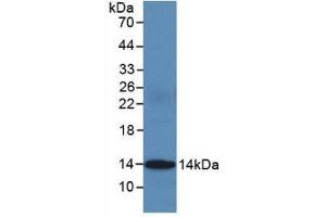 Detection of Recombinant CYCS, Human using Monoclonal Antibody to Cytochrome C (CYCS) (Cytochrome C Antikörper  (AA 5-100))