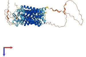SLC2A10 Protein (AA 1-541) (His tag)