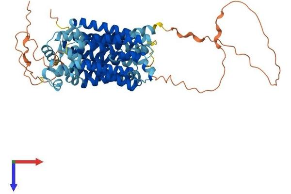 SLC2A10 Protein (AA 1-541) (His tag)