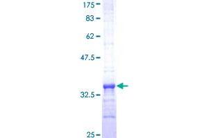 MS4A2 Protein (AA 1-59) (GST tag)