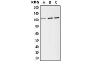 Western blot analysis of CD141 expression in HEK293T (A), Raw264.