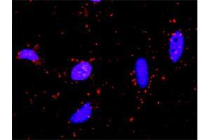 Proximity Ligation Assay (PLA) image for anti-serine/threonine Kinase 36 (STK36) (AA 1-1315) antibody (ABIN525864)