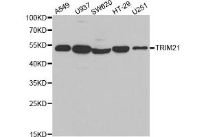 Western blot analysis of extracts of various cell lines, using TRIM21 antibody (ABIN5971013) at 1/1000 dilution. (TRIM21 Antikörper)