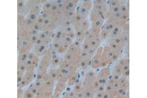 IHC-P analysis of Kidney tissue, with DAB staining. (Pirin Antikörper  (AA 1-290))