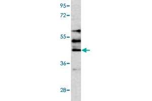 Western blot analysis of HepG2 cell lysate (35 ug/lane) with STK24 polyclonal antibody .