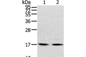 Western Blot analysis of Human normal liver tissue and hepg2 cell using RPLP1 Polyclonal Antibody at dilution of 1:400 (RPLP1 Antikörper)