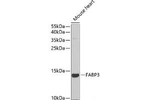 Western blot analysis of extracts of Mouse heart using FABP3 Polyclonal Antibody at dilution of 1:1000. (FABP3 Antikörper)