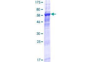 CENPL Protein (AA 1-390) (GST tag)