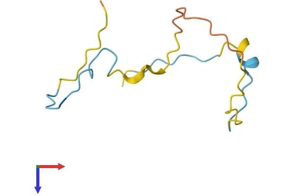 SMPX Protein (AA 1-85) (Fc Tag)