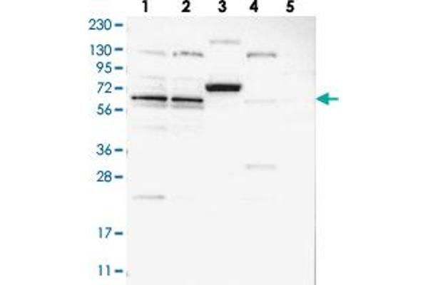ZNF324B antibody