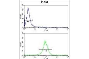 NAT13 Antibody (C-term) (ABIN651251 and ABIN2840154) flow cytometry analysis of Hela cells (bottom histogram) compared to a negative control cell (top histogram). (NAA50 Antikörper  (C-Term))