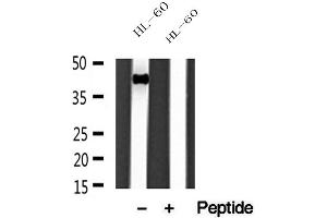 Western blot analysis of extracts of HL-60 cells, using HLAE antibody.