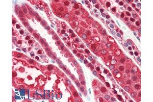 ABIN185729 (5µg/ml) staining of paraffin embedded Human Kidney. (PEBP1 Antikörper  (Internal Region))