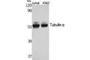 Western Blot analysis of various cells using Tubulin α Polyclonal Antibody.