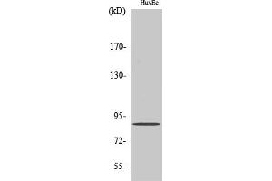 anti-Cyclin F (CCNF) (AA 710-790) antibody