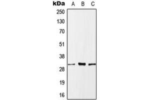 Western blot analysis of MLF1 expression in HeLa (A), SP2/0 (B), H9C2 (C) whole cell lysates.