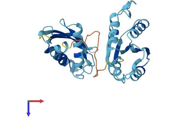 RWDD3 Protein (AA 1-267) (His tag)