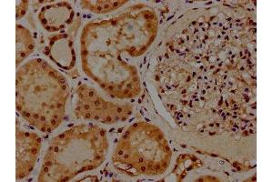 IHC image of ABIN7155407 diluted at 1:300 and staining in paraffin-embedded human kidney tissue performed on a Leica BondTM system.