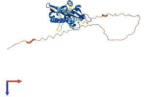 MAGEA1 Protein (AA 1-309) (His tag)