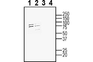 Western blot analysis of mouse J774 macrophage cell line lysate (lanes 1 and 3) and mouse  microglia cell line lysate (lanes 2 and 4): 1-2. (ADORA1 Antikörper  (Extracellular))