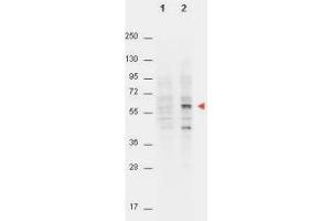 Western Blot of Mouse anti-AKT pT308 antibody. (AKT1 Antikörper  (pThr308))
