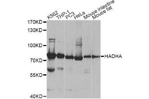 Western blot analysis of extracts of various cell lines, using HADHA antibody. (HADHA Antikörper  (AA 484-763))