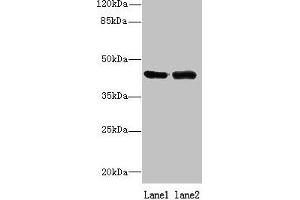 Western blot All lanes: NIF3L1 antibody at 0.