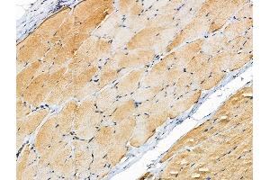 ABIN6258122 and ABIN6275069 at 1/100 staining Rat skin tissue by IHC-P.