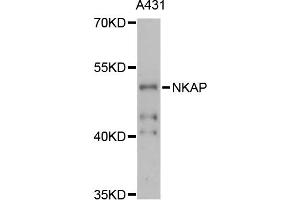 Western blot analysis of extracts of A-431 cells, using NKAP antibody (ABIN6290675) at 1:3000 dilution. (NKAP Antikörper)
