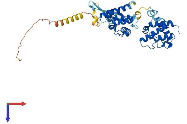 Parvin, beta Protein (PARVB) (AA 1-365) (His tag)