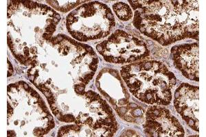 ABIN6277332 at 1/100 staining human kidney tissue sections by IHC-P. (TRAP1 Antikörper  (Internal Region))
