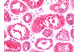 Anti-MTBP antibody IHC staining of human kidney. (MTBP Antikörper  (AA 23-350))