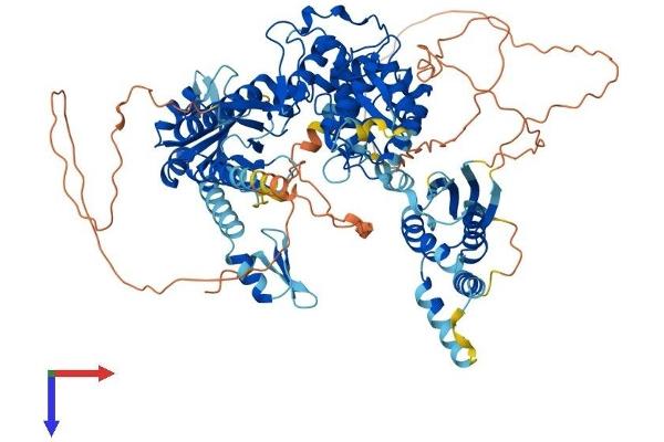 TUT1 Protein (AA 1-869) (His tag)