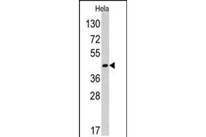Western blot analysis of anti in Hela cell line lysates (35ug/lane) (RAD9A Antikörper  (AA 250-279))