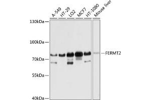 Western blot analysis of extracts of various cell lines, using FERMT2 antibody (ABIN6131926, ABIN6140582, ABIN6140583 and ABIN6224757) at 1:1000 dilution. (FERMT2 Antikörper  (AA 380-550))