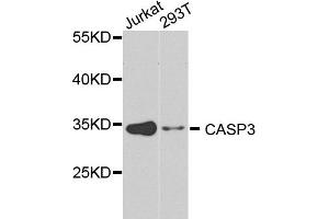 Western blot analysis of extracts of various cell lines, using CASP3 antibody (ABIN5971183) at 1/1000 dilution.