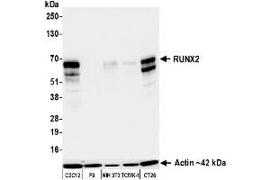 Western Blotting (WB) image for anti-Runt-Related Transcription Factor 2 (RUNX2) (AA 300-350) antibody (ABIN7795798) (Rekombinanter RUNX2 Antikörper  (AA 300-350))