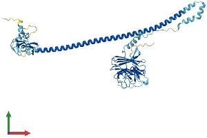 AlphaFold protein structure predicition of Mouse Recombinant Trim50 Protein, UniprotID Q810I2