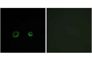 Immunofluorescence analysis of A549 cells, using CNTN4 Antibody. (Contactin 4 Antikörper  (AA 661-710))