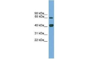 WB Suggested Anti-Lmx1a Antibody Titration: 0. (LMX1A Antikörper  (Middle Region))