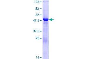 TAF10 Protein (AA 1-218) (GST tag)