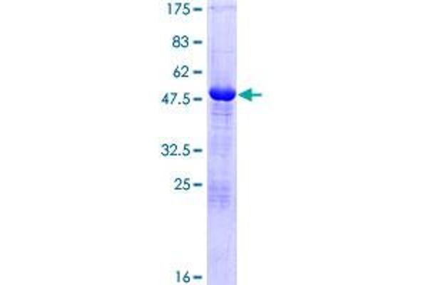 TAF10 Protein (AA 1-218) (GST tag)