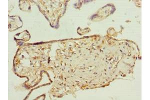 Immunohistochemistry of paraffin-embedded human placenta tissue using ABIN7163641 at dilution of 1:100 (PLEKHA8 Antikörper  (AA 1-300))