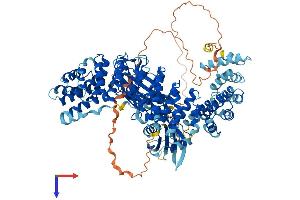 AP1B1 Protein (AA 1-949) (His tag)