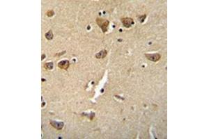 Immunohistochemistry analysis in formalin fixed and paraffin embedded human brain tissue reacted with  Complexin-3 Antibody (Center) followed which was peroxidase conjugated to the secondary antibody and followed by DAB staining. (CPLX3 Antikörper  (Middle Region))