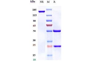 Anti-B7-H2 / ICOSL / CD275 Reference Antibody (prezalumab) on SDS-PAGE under reducing (R) condition. (Rekombinanter B7-H2 (Prezalumab Biosimilar) Antikörper)