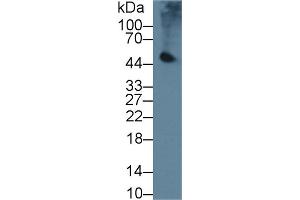Western Blot; Sample: Mouse Pancreas lysate; Primary Ab: 2µg/ml Rabbit Anti-Mouse PL Antibody Second Ab: 0. (PNLIP Antikörper  (AA 201-412))